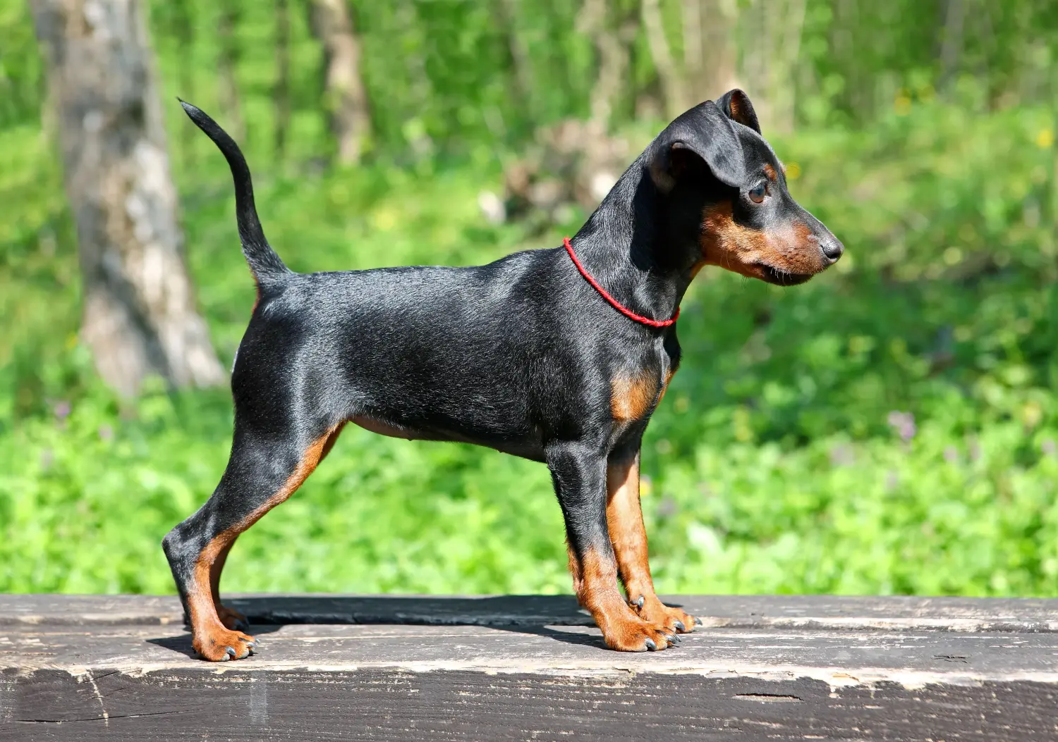 Einen Zwergpinscher Welpen zu kaufen, bedeutet Verantwortung zu übernehmen! Zwergpinscher Welpen kaufen.