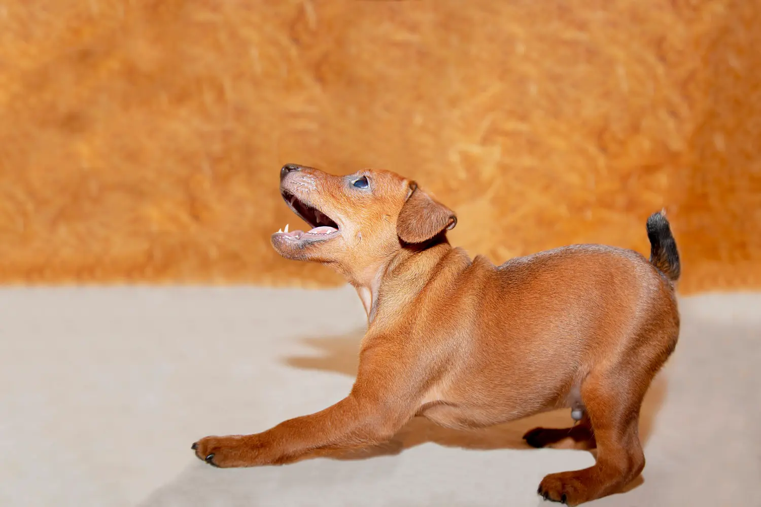 Einen Zwergpinscher Welpen zu kaufen, bedeutet Verantwortung zu übernehmen! Zwergpinscher Welpen kaufen.