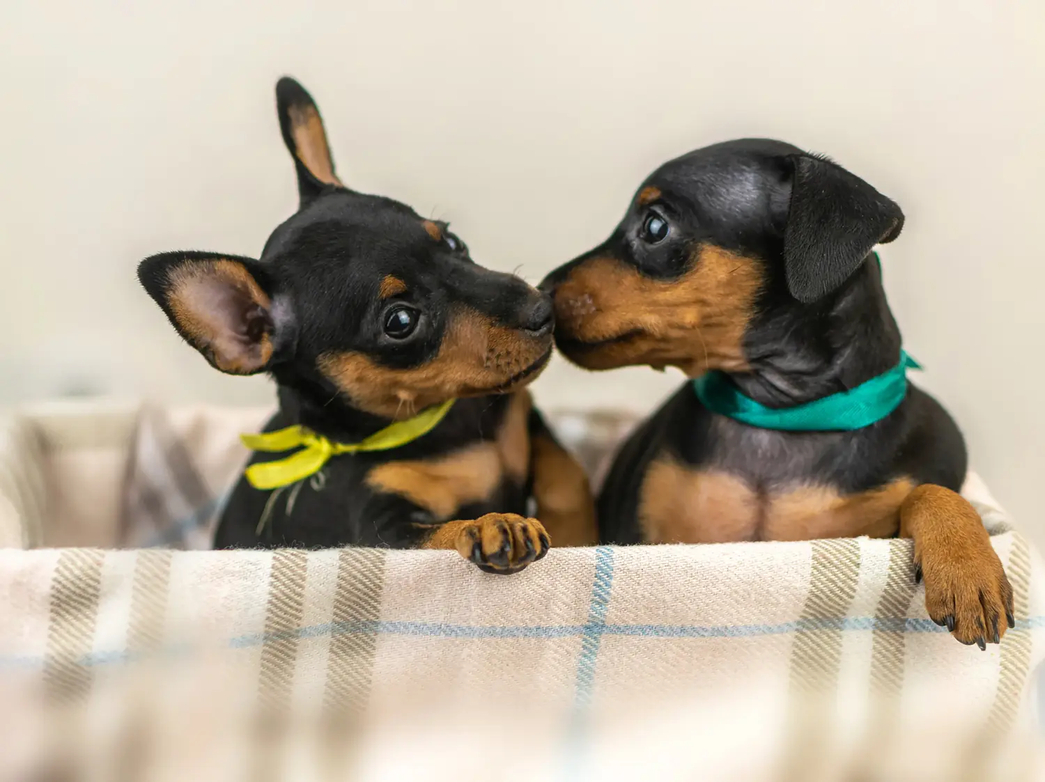 Einen Zwergpinscher Welpen zu kaufen, bedeutet Verantwortung zu übernehmen! Zwergpinscher Welpen kaufen.