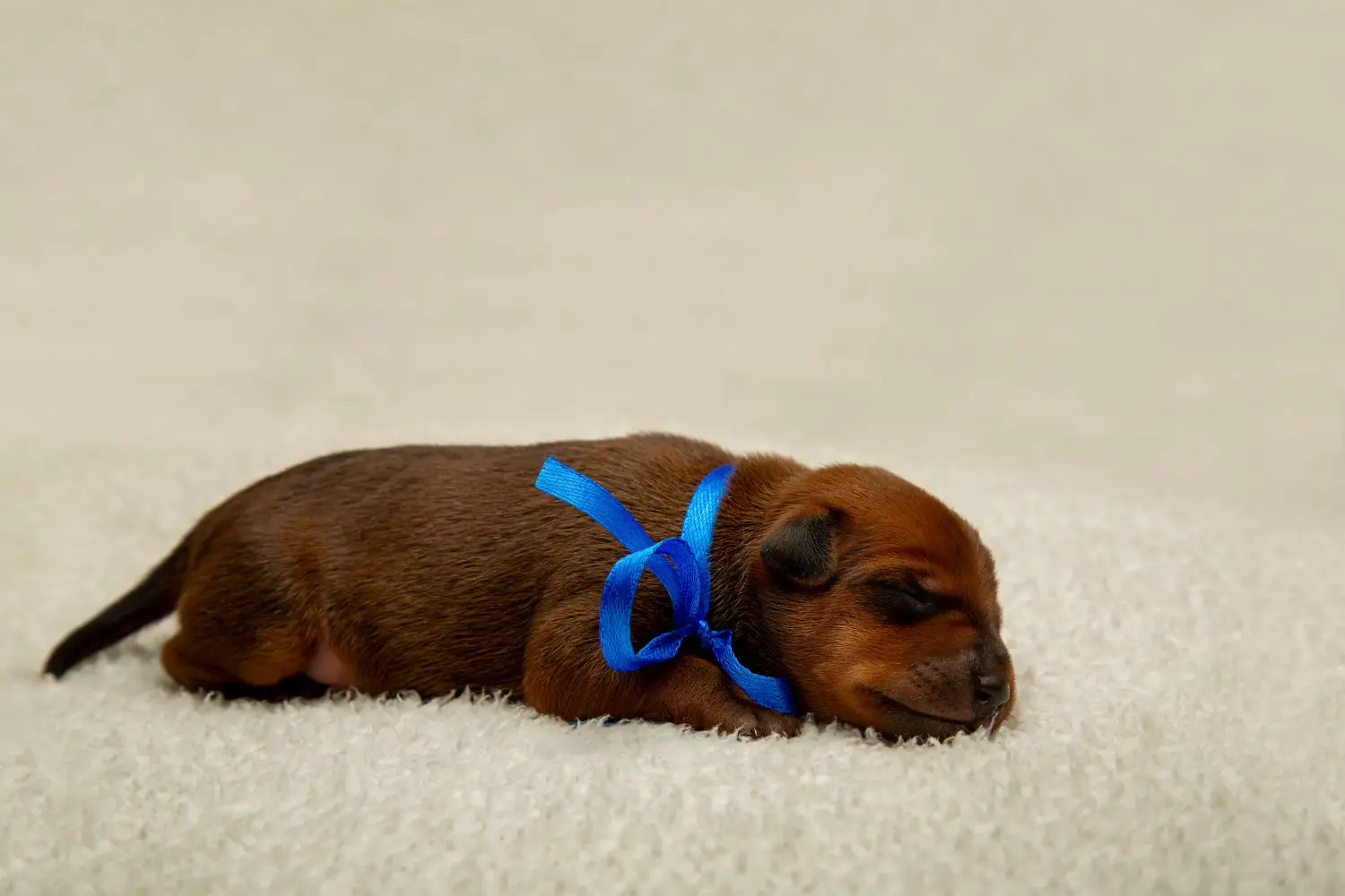 Einen Zwergpinscher Welpen zu kaufen, bedeutet Verantwortung zu übernehmen! Zwergpinscher Welpen kaufen.