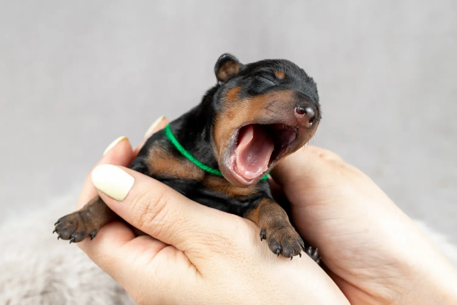 Einen Zwergpinscher Welpen zu kaufen, bedeutet Verantwortung zu übernehmen! Zwergpinscher Welpen kaufen.