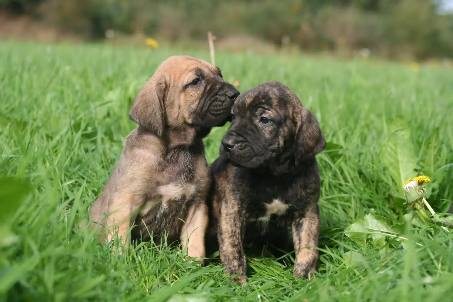 Einen Fila Brasileiro Welpen zu kaufen, bedeutet Verantwortung zu übernehmen! Fila Brasileiro Welpen kaufen.