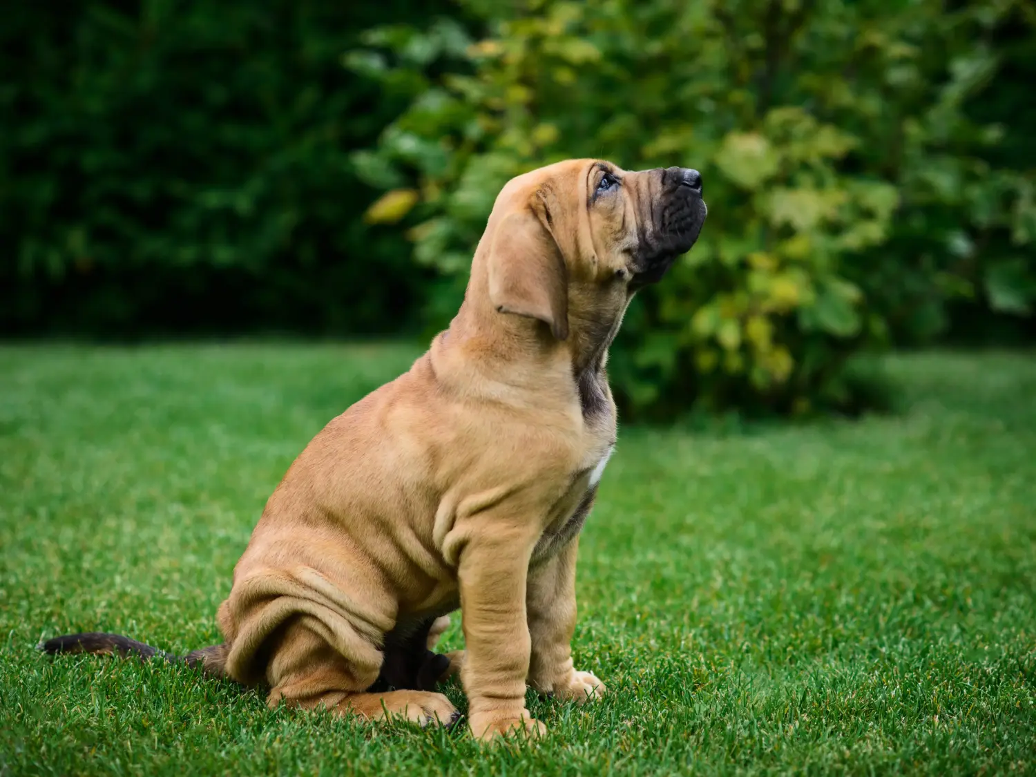 Einen Fila Brasileiro Welpen zu kaufen, bedeutet Verantwortung zu übernehmen! Fila Brasileiro Welpen kaufen.