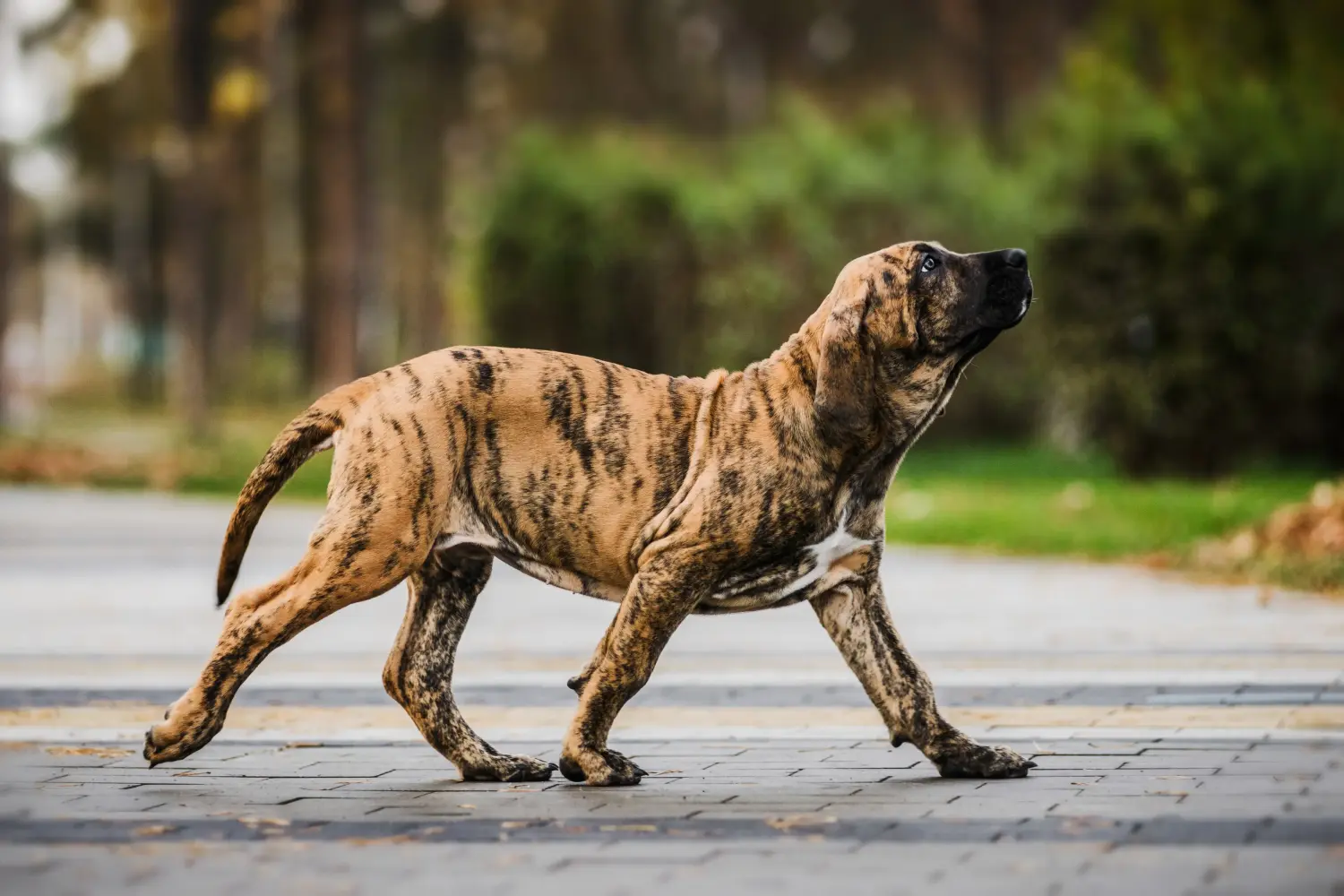 Einen Fila Brasileiro Welpen zu kaufen, bedeutet Verantwortung zu übernehmen! Fila Brasileiro Welpen kaufen.