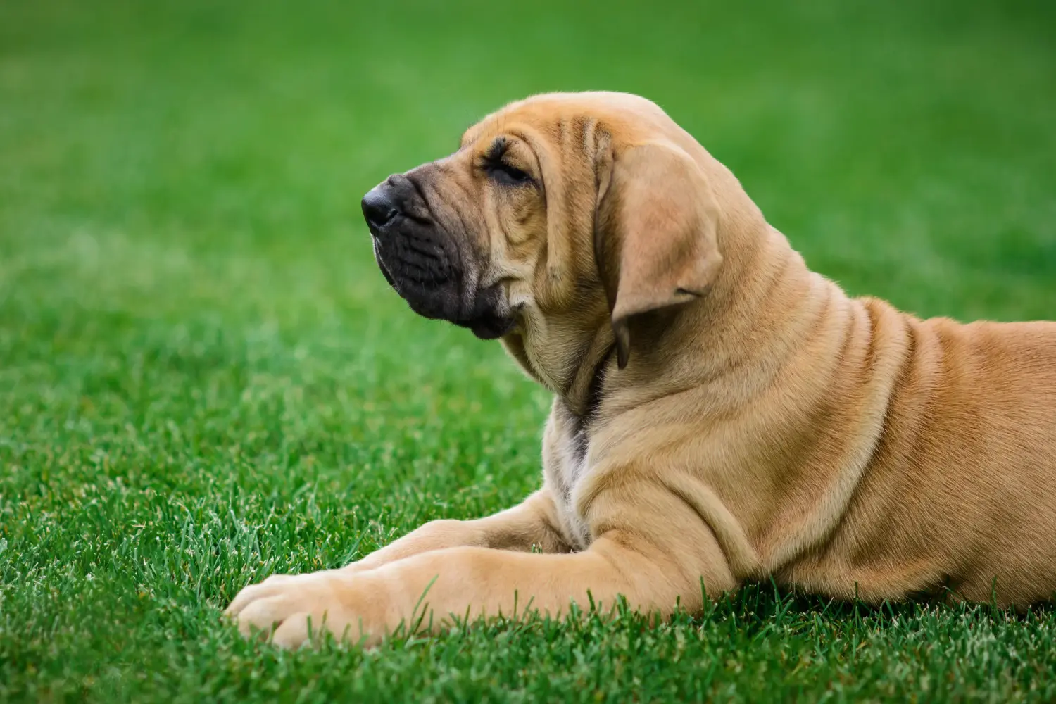 Einen Fila Brasileiro Welpen zu kaufen, bedeutet Verantwortung zu übernehmen! Fila Brasileiro Welpen kaufen.