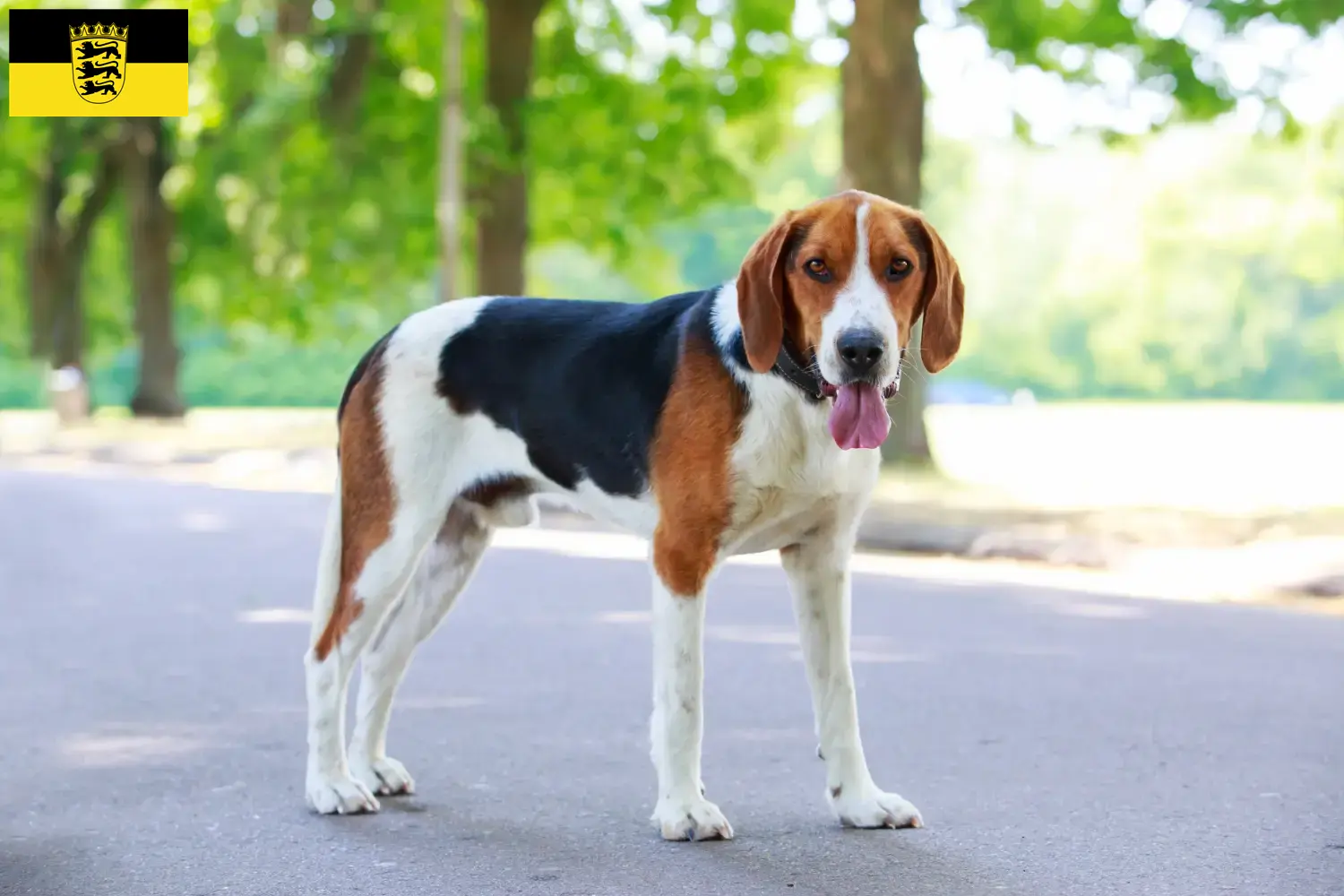 American Foxhound Welpen und Züchter Baden-Württemberg Hier findest Du American Foxhounds Züchter in Baden-Württemberg.