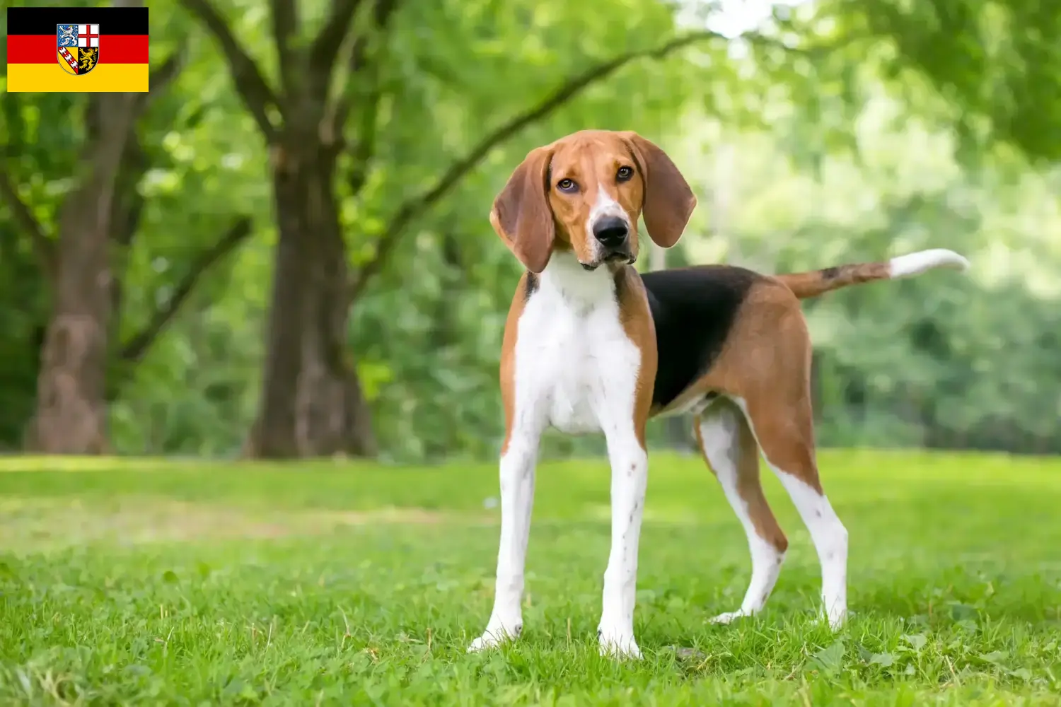 American Foxhound Welpen und Züchter Saarland Hier findest Du American Foxhounds Züchter im Saarland.