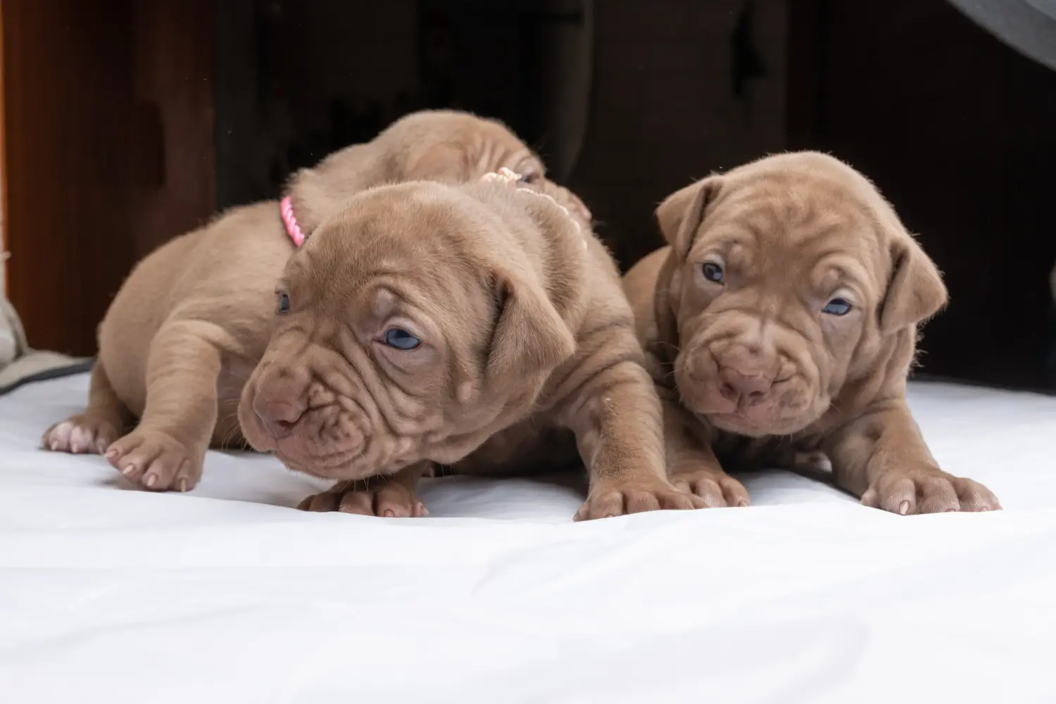 Einen American Pit Bull Terrier Welpen zu kaufen, bedeutet Verantwortung zu übernehmen! American Pit Bull Terrier Welpen kaufen.