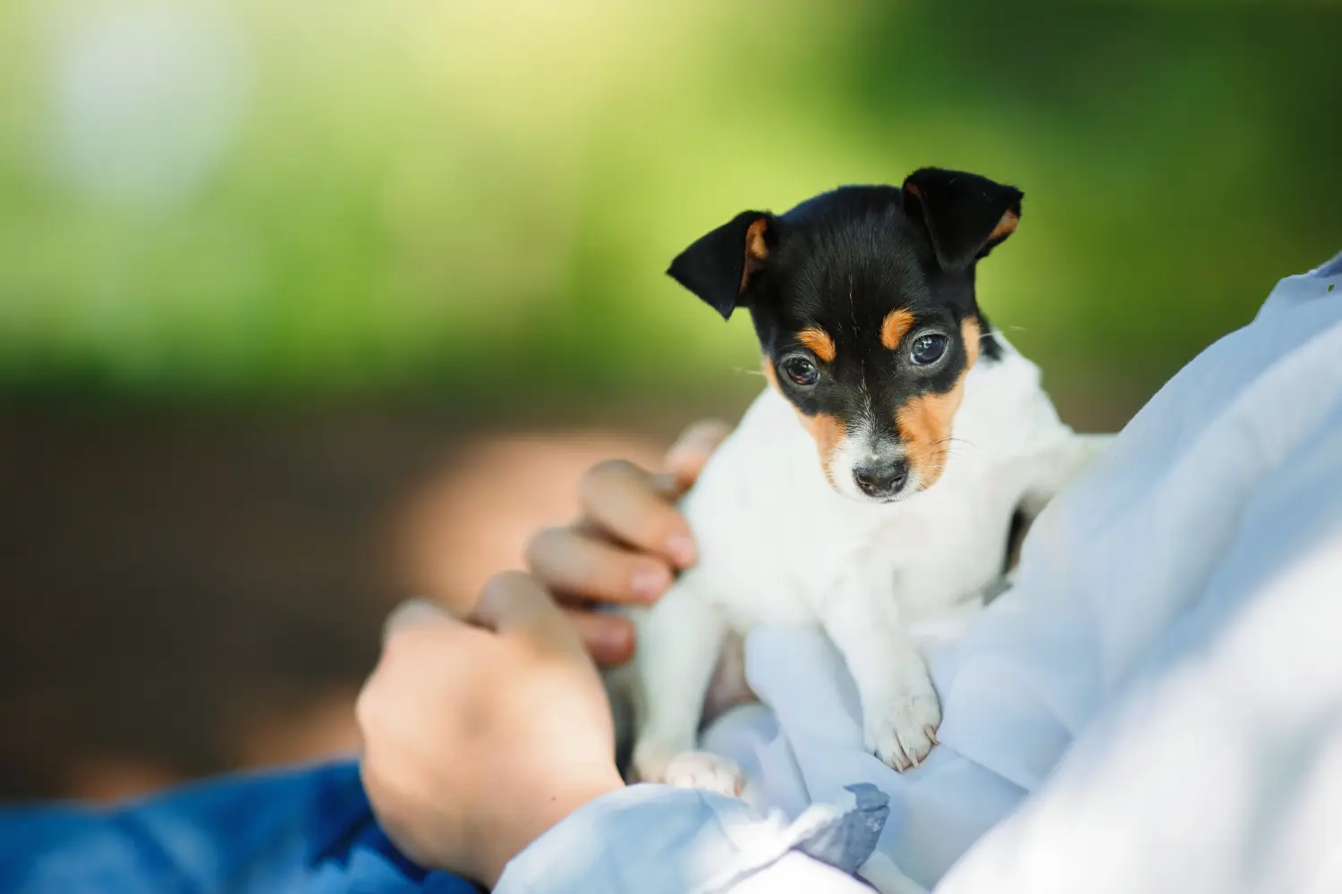 Einen American Toy Terrier Welpen zu kaufen, bedeutet Verantwortung zu übernehmen! American Toy Terrier Welpen kaufen.
