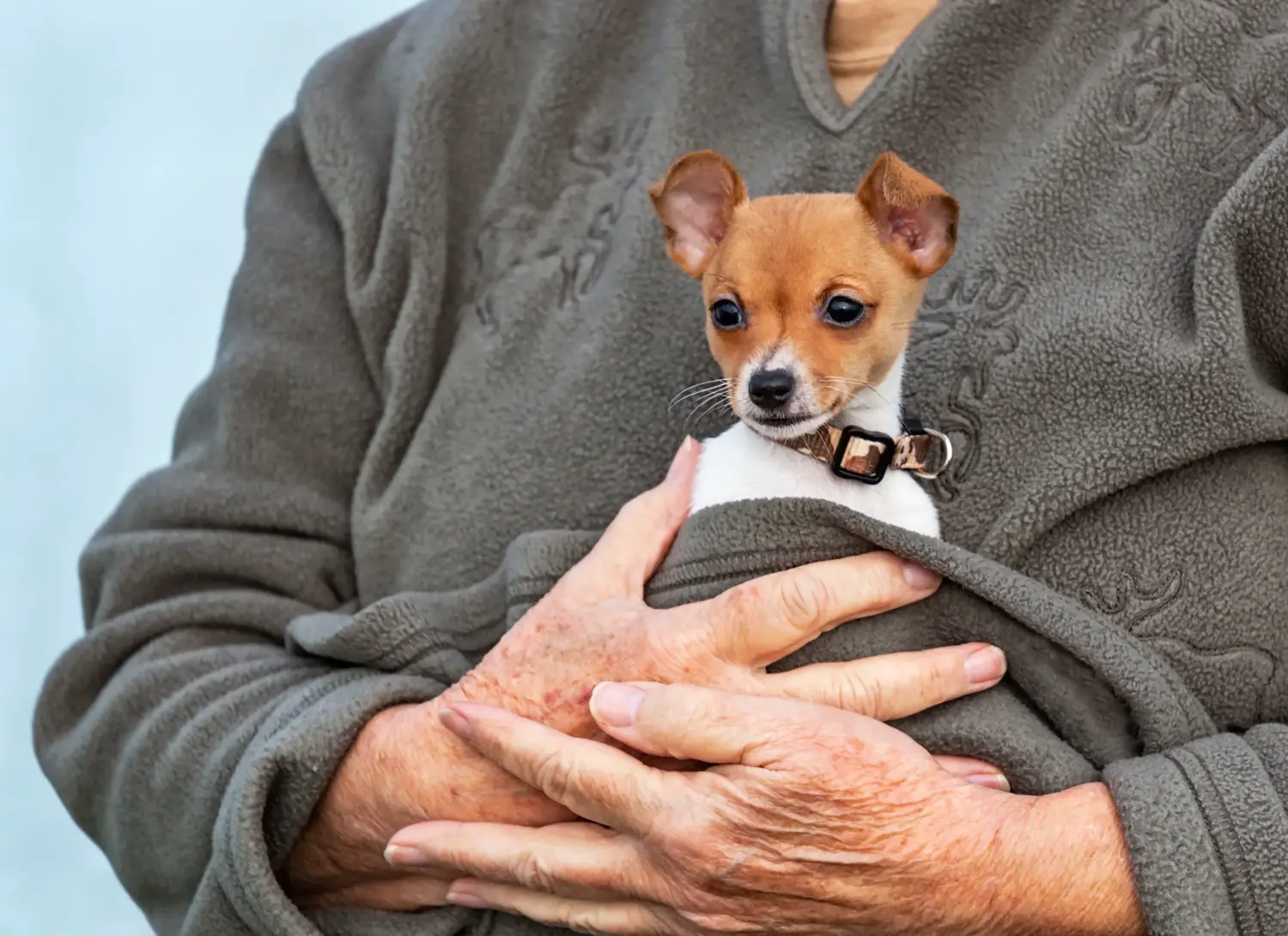 Einen American Toy Terrier Welpen zu kaufen, bedeutet Verantwortung zu übernehmen! American Toy Terrier Welpen kaufen.
