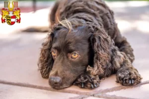 Mehr über den Artikel erfahren American Water Spaniel Züchter und Welpen in Kärnten