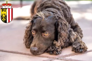 Mehr über den Artikel erfahren American Water Spaniel Züchter und Welpen in Oberösterreich
