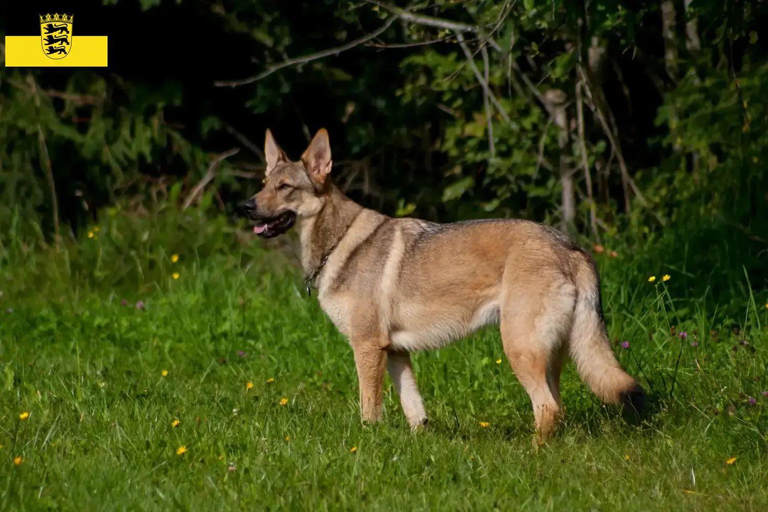 Amerikanischer Wolfshund Welpen und Züchter Baden-Württemberg Hier findest Du Amerikanische Wolfshunde Züchter in Baden-Württemberg.