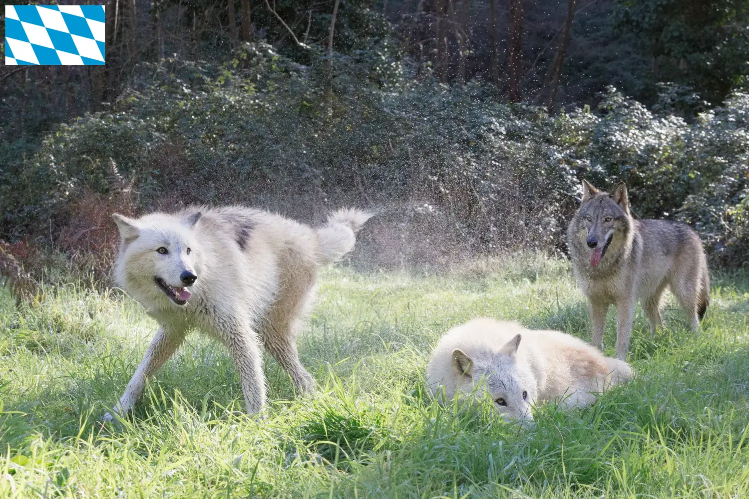 Amerikanischer Wolfshund Welpen und Züchter Bayern Hier findest Du Amerikanische Wolfshunde Züchter in Bayern.