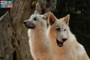 Mehr über den Artikel erfahren Amerikanischer Wolfshund Züchter und Welpen in Bourgogne-Franche-Comté