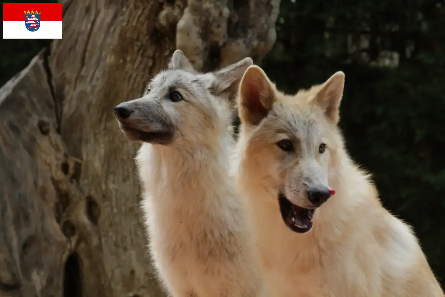 Amerikanischer Wolfshund Welpen und Züchter Hessen Hier findest Du Amerikanische Wolfshunde Züchter in Hessen.
