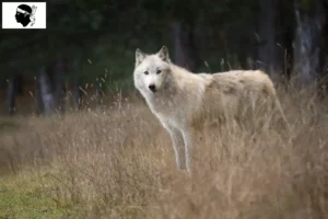 Mehr über den Artikel erfahren Amerikanischer Wolfshund Züchter und Welpen auf Korsika
