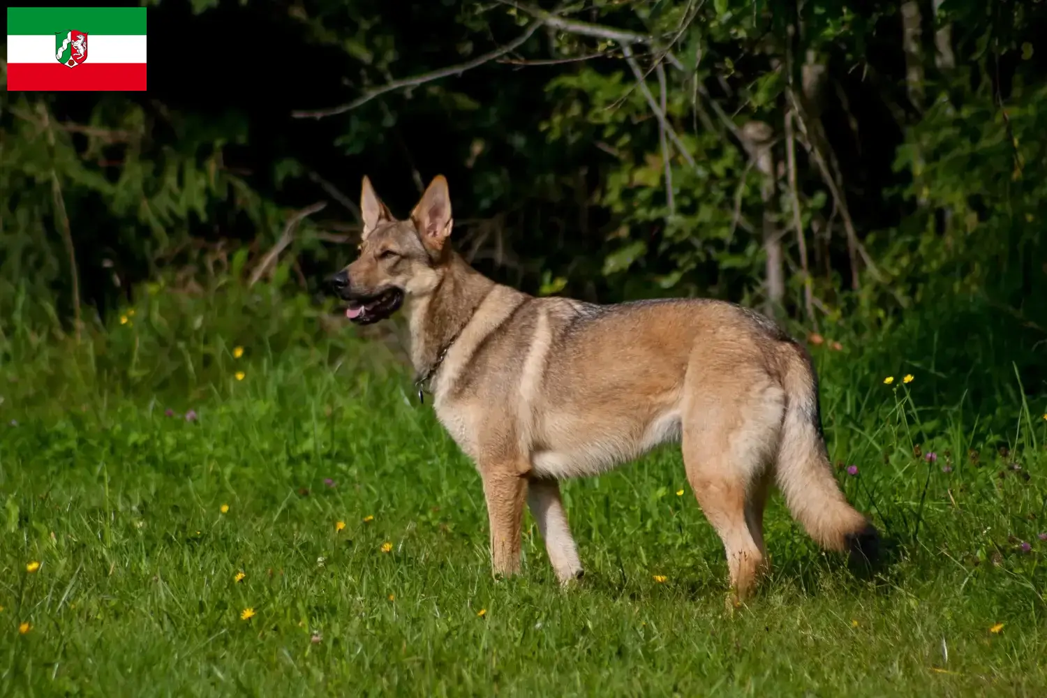 Amerikanischer Wolfshund Welpen und Züchter Nordrhein-Westfalen Hier findest Du Amerikanische Wolfshunde Züchter in Nordrhein-Westfalen.