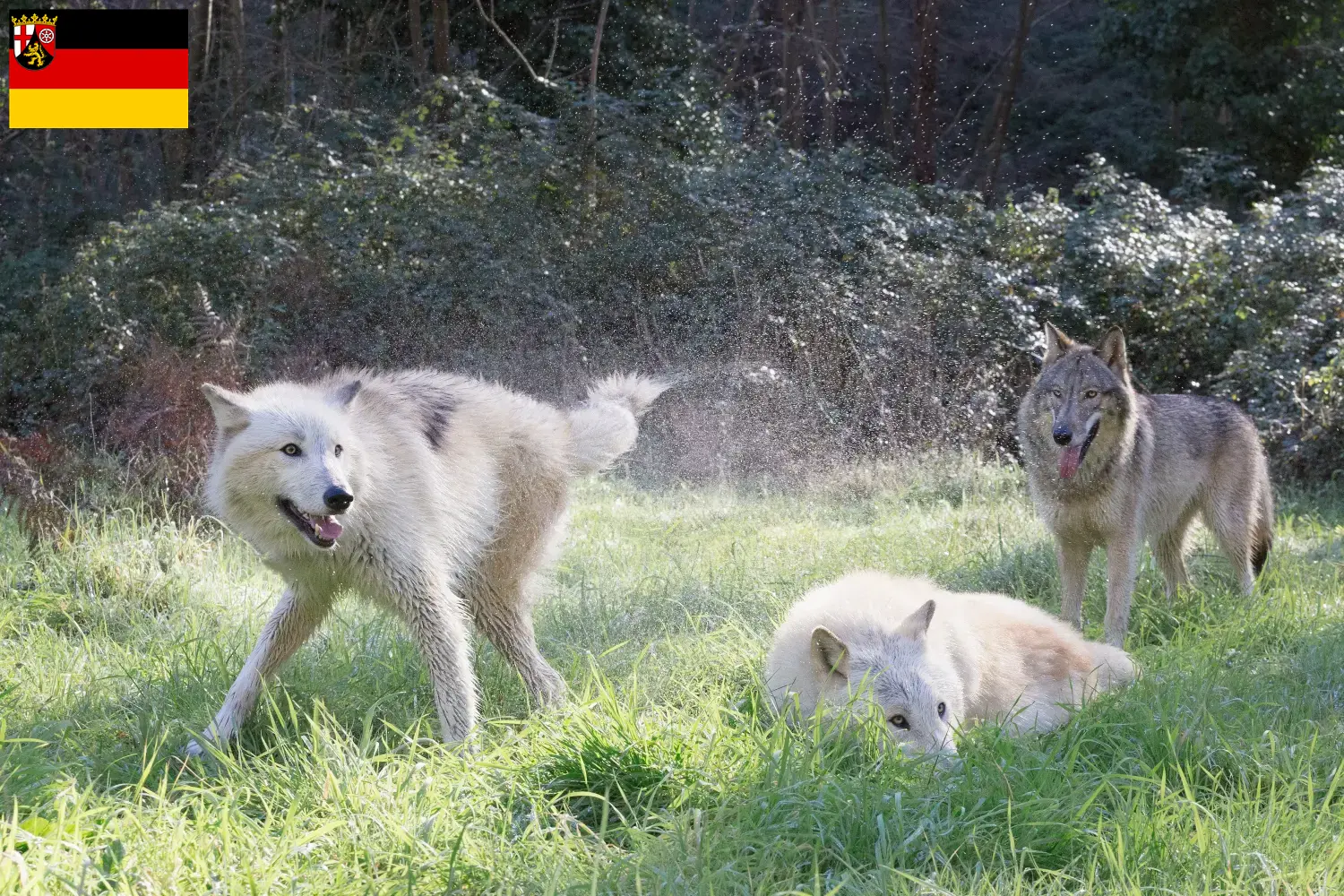 Amerikanischer Wolfshund Welpen und Züchter Rheinland-Pfalz Hier findest Du Amerikanische Wolfshunde Züchter in Rheinland-Pfalz.