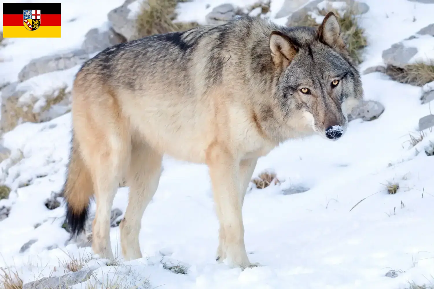 Amerikanischer Wolfshund Welpen und Züchter Saarland Hier findest Du Amerikanische Wolfshunde Züchter im Saarland.