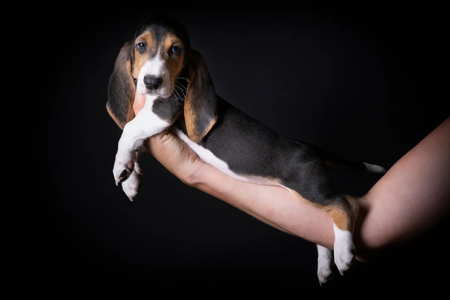 Einen Basset Artésien Normand Welpen zu kaufen, bedeutet Verantwortung zu übernehmen! Basset Artésien Normand Welpen kaufen.