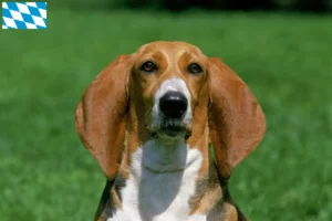 Mehr über den Artikel erfahren Basset Artésien Normand Züchter und Welpen in Bayern