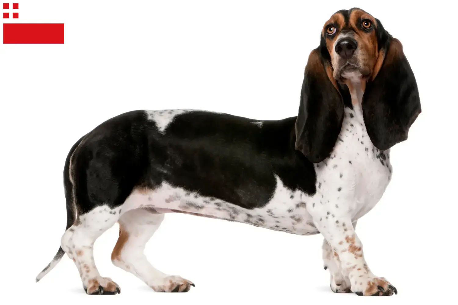 Basset Artésien Normand Welpen und Züchter Utrecht Hier findest Du Basset Artésien Normands Züchter in Utrecht.