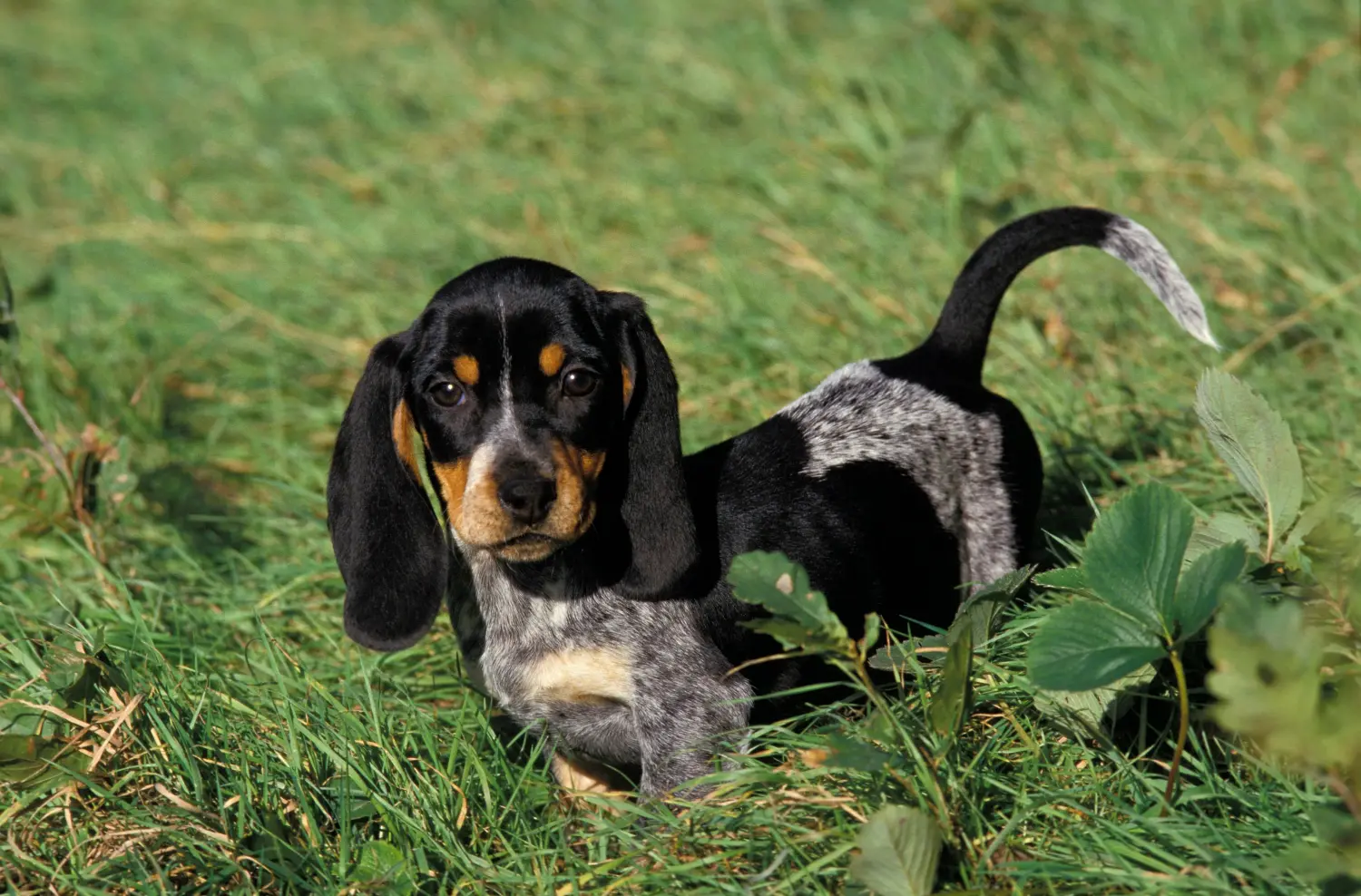 Einen Basset bleu de Gascogne Welpen zu kaufen, bedeutet Verantwortung zu übernehmen! Basset bleu de Gascogne Welpen kaufen.