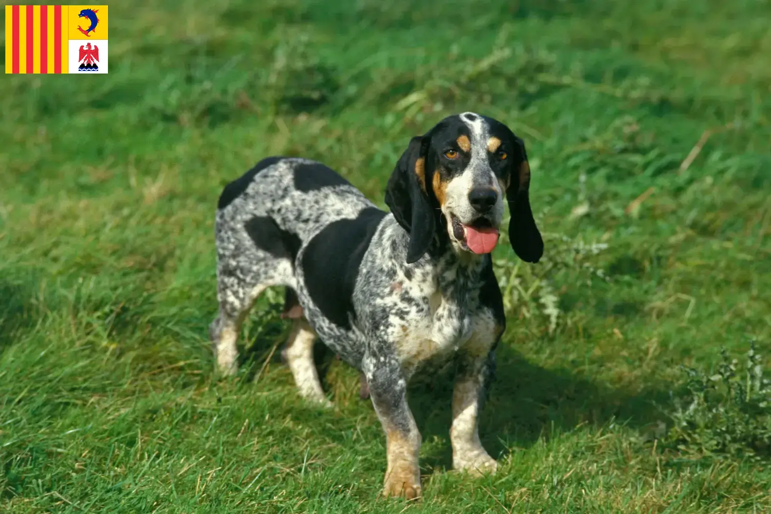 Basset bleu de Gascogne Welpen und Züchter Provence-Alpes-Côte d’Azur Hier findest Du Basset bleu de Gascognes Züchter in der Provence-Alpes-Côte d’Azur.