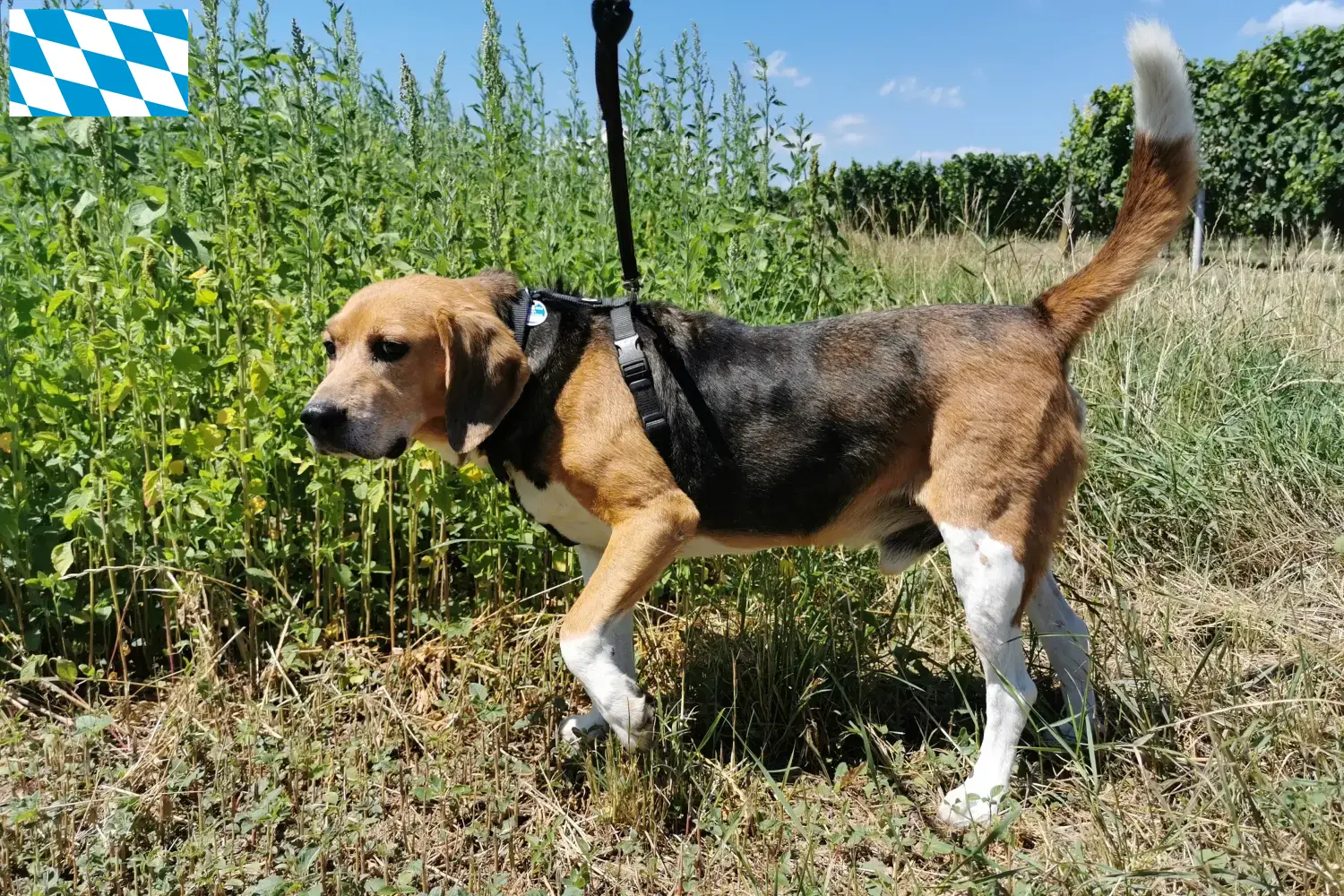 Beagle Harrier Welpen und Züchter Bayern Hier findest Du Beagle Harrier Züchter in Bayern.