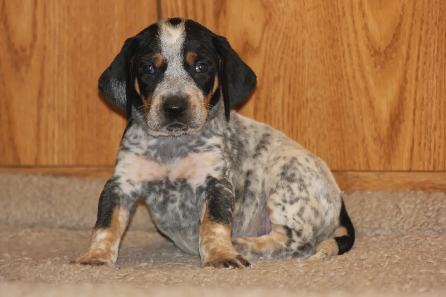 Einen Bluetick Coonhound Welpen zu kaufen, bedeutet Verantwortung zu übernehmen! Bluetick Coonhound Welpen kaufen.