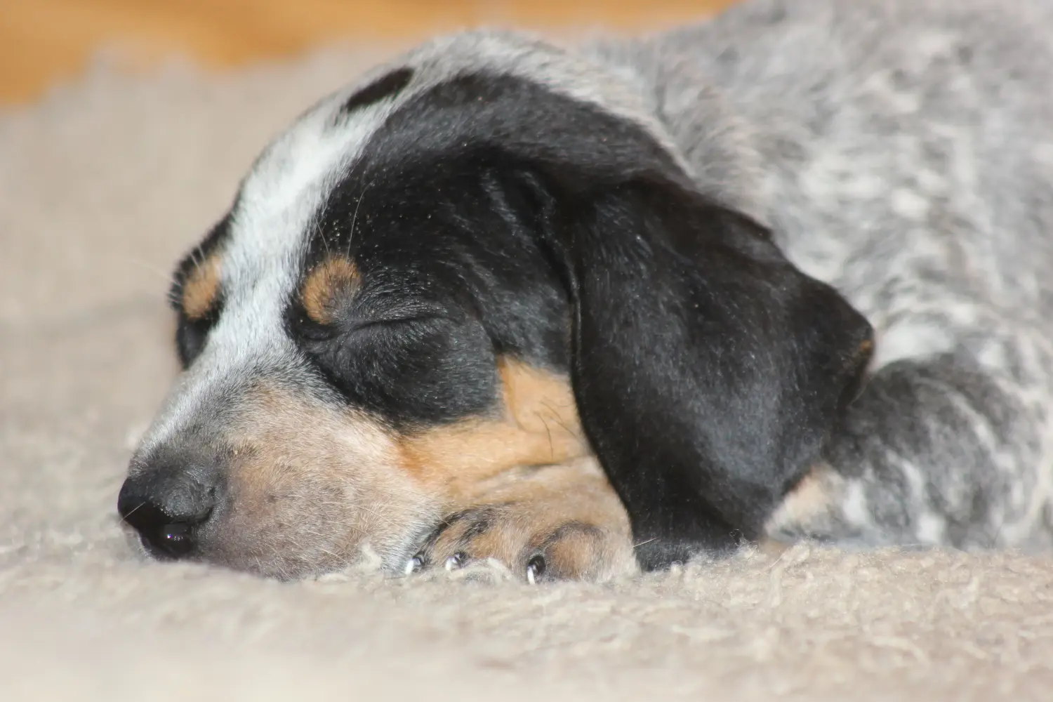 Einen Bluetick Coonhound Welpen zu kaufen, bedeutet Verantwortung zu übernehmen! Bluetick Coonhound Welpen kaufen.