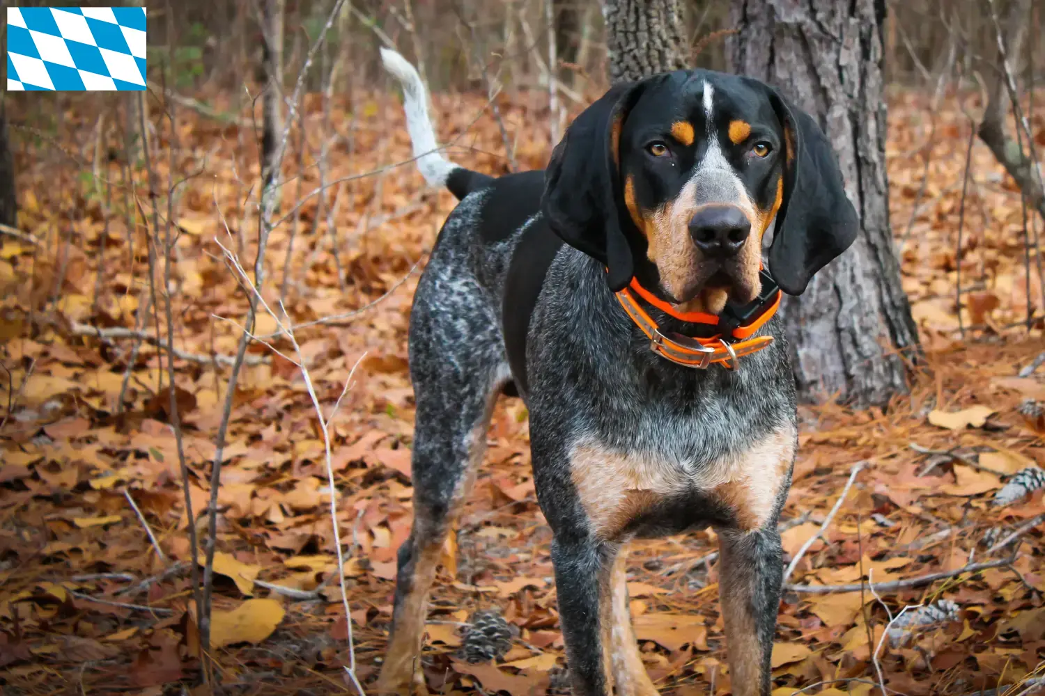 Bluetick Coonhound Welpen und Züchter Bayern Hier findest Du Bluetick Coonhounds Züchter in Bayern.
