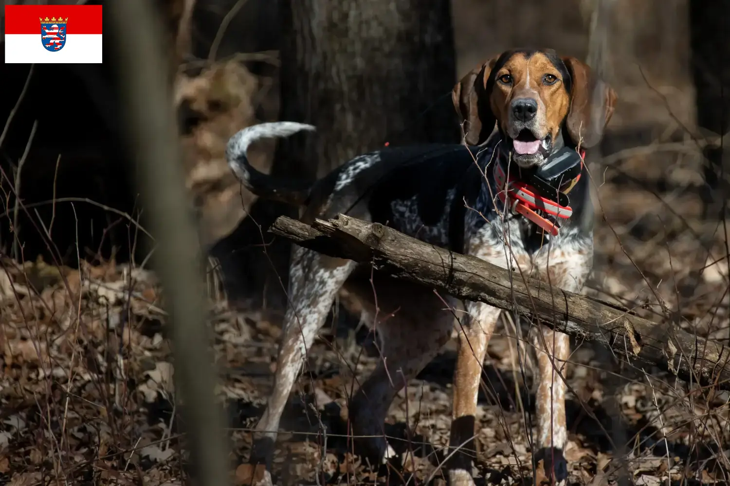 Bluetick Coonhound Welpen und Züchter Hessen Hier findest Du Bluetick Coonhounds Züchter in Hessen.