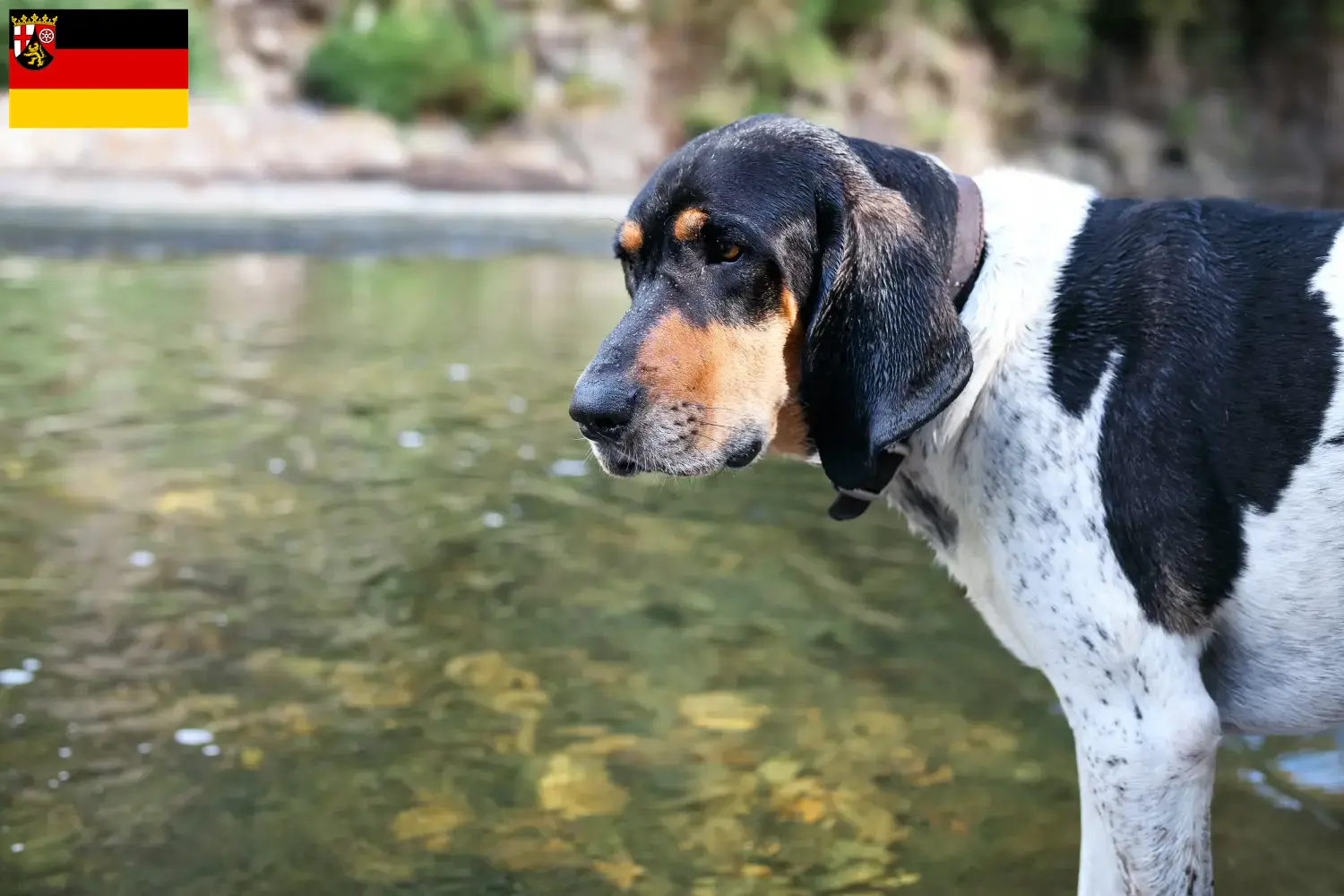 Bluetick Coonhound Welpen und Züchter Rheinland-Pfalz Hier findest Du Bluetick Coonhounds Züchter in Rheinland-Pfalz.