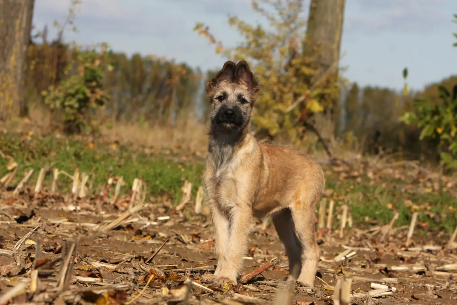 Einen Bouvier des Ardennes Welpen zu kaufen, bedeutet Verantwortung zu übernehmen! Bouvier des Ardennes Welpen kaufen.