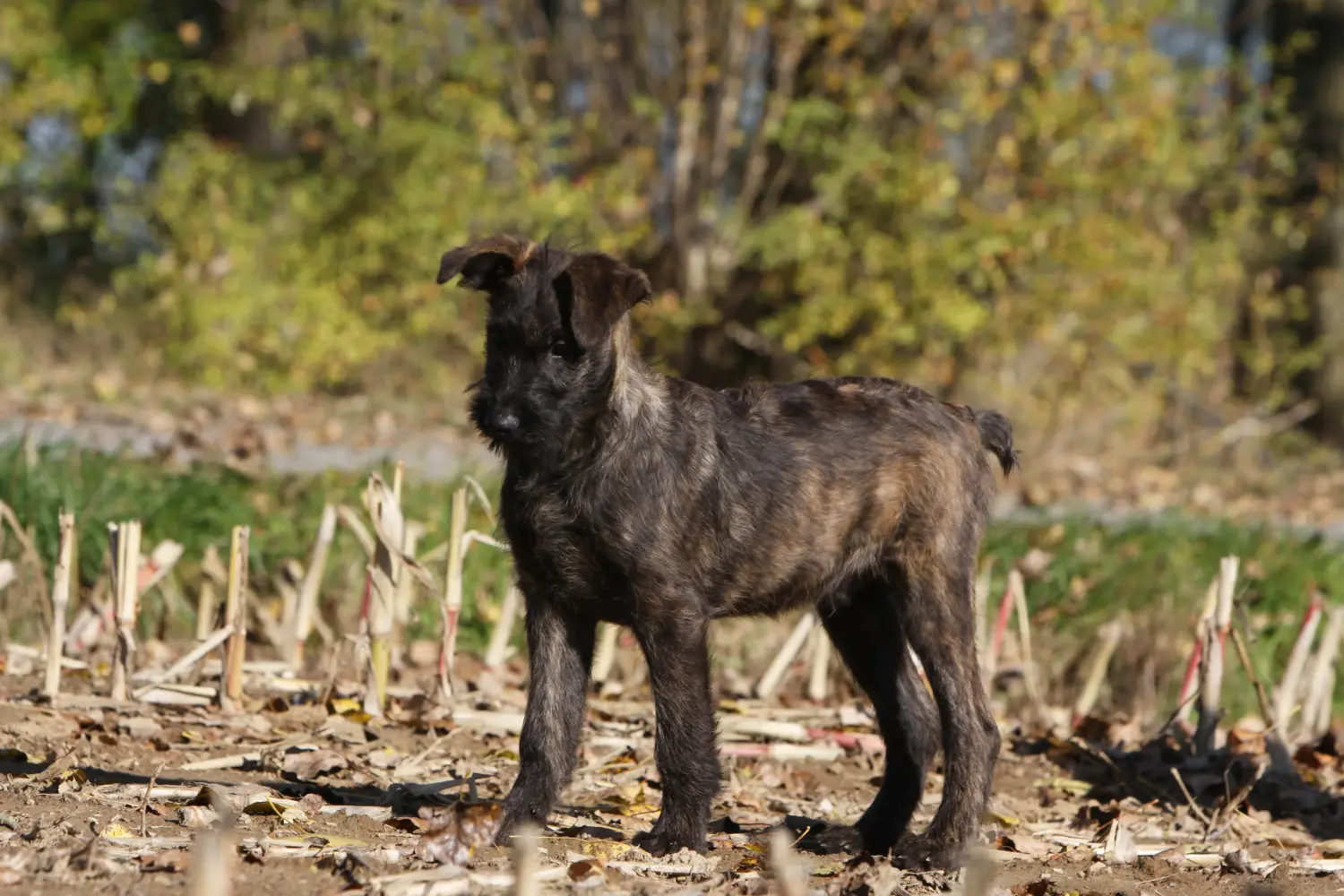 Einen Bouvier des Ardennes Welpen zu kaufen, bedeutet Verantwortung zu übernehmen! Bouvier des Ardennes Welpen kaufen.