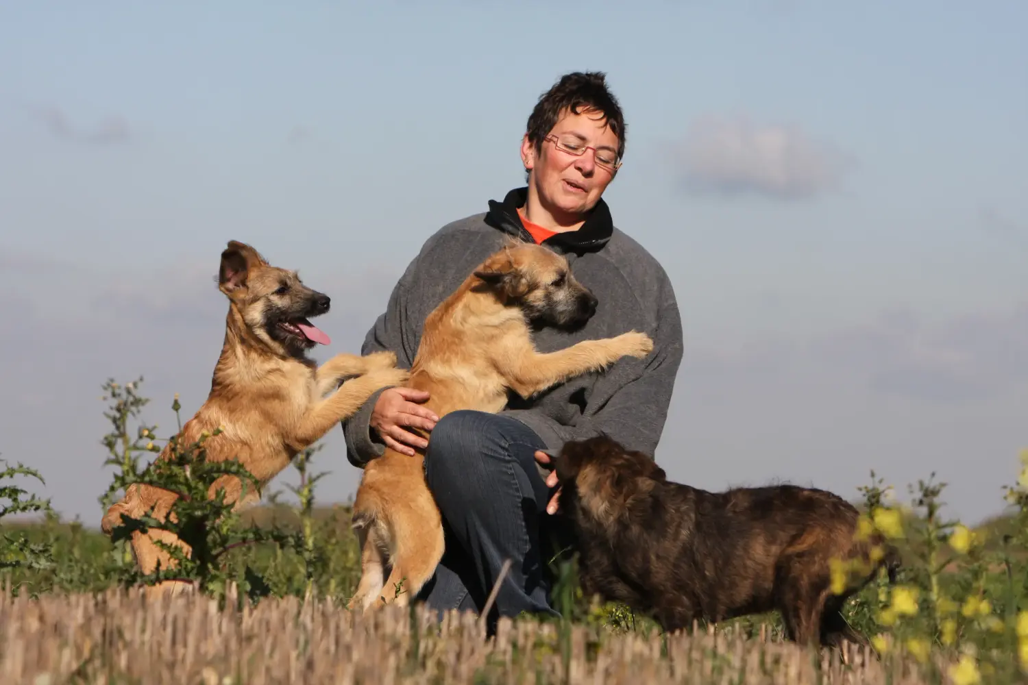 Einen Bouvier des Ardennes Welpen zu kaufen, bedeutet Verantwortung zu übernehmen! Bouvier des Ardennes Welpen kaufen.