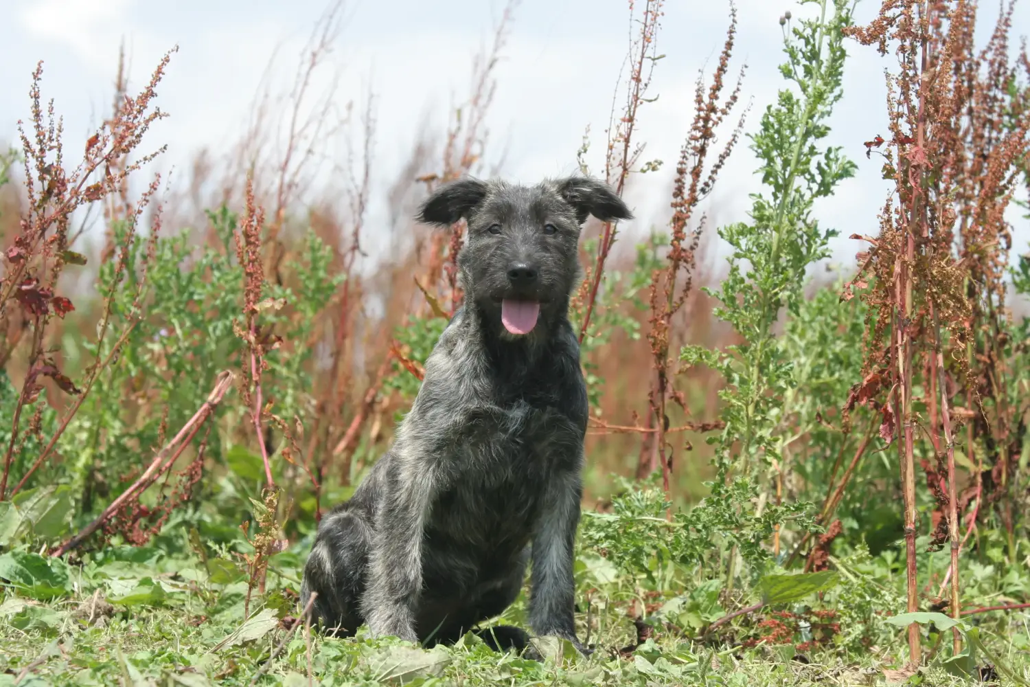 Einen Bouvier des Ardennes Welpen zu kaufen, bedeutet Verantwortung zu übernehmen! Bouvier des Ardennes Welpen kaufen.