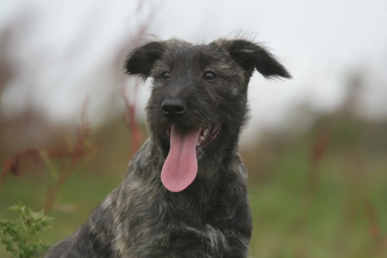 Einen Bouvier des Ardennes Welpen zu kaufen, bedeutet Verantwortung zu übernehmen! Bouvier des Ardennes Welpen kaufen.