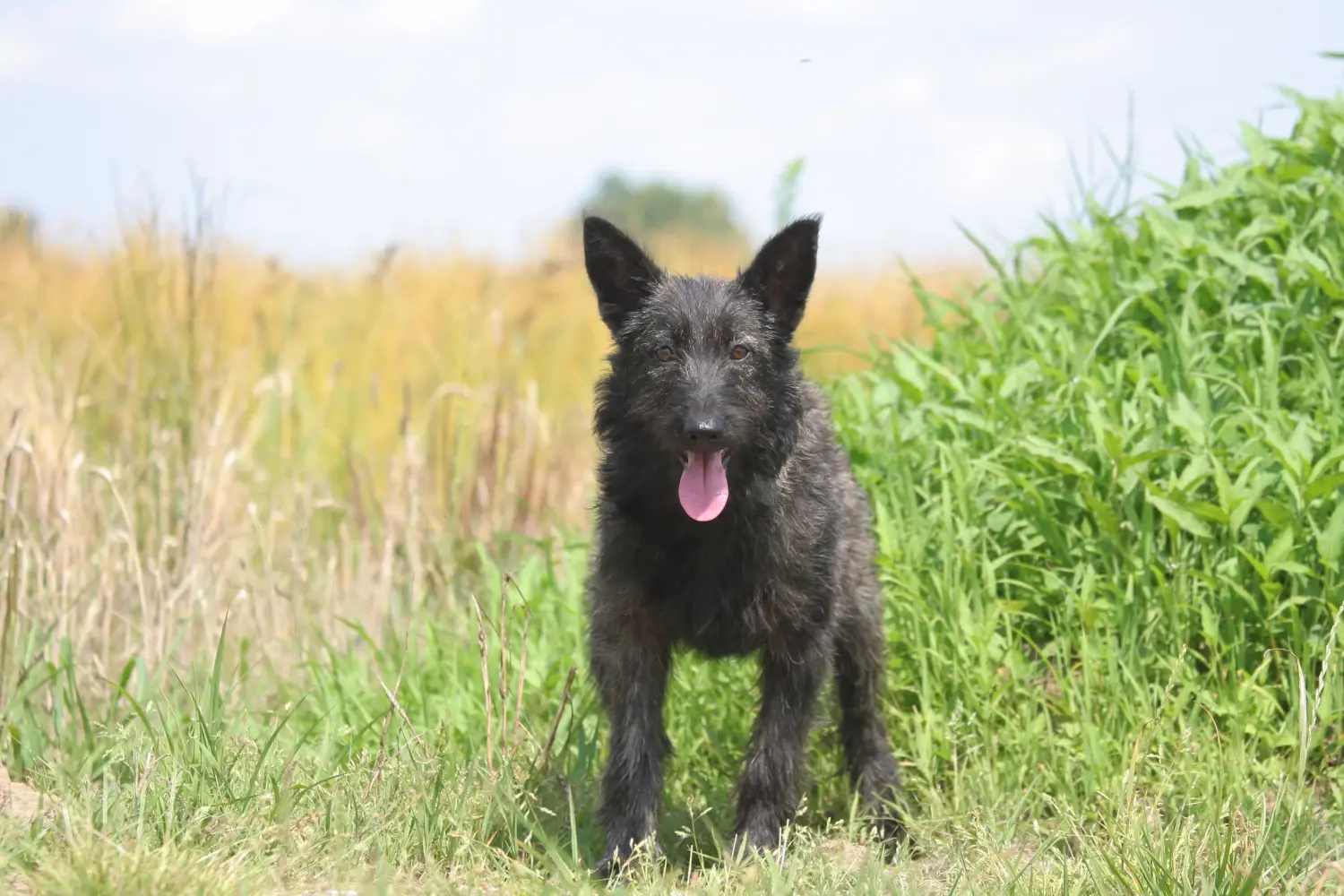 Einen Bouvier des Ardennes Welpen zu kaufen, bedeutet Verantwortung zu übernehmen! Bouvier des Ardennes Welpen kaufen.