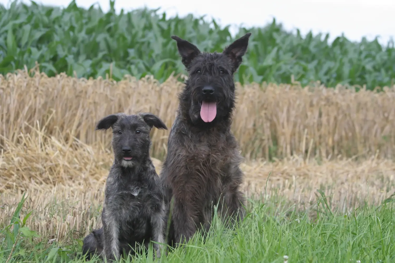 Einen Bouvier des Ardennes Welpen zu kaufen, bedeutet Verantwortung zu übernehmen! Bouvier des Ardennes Welpen kaufen.