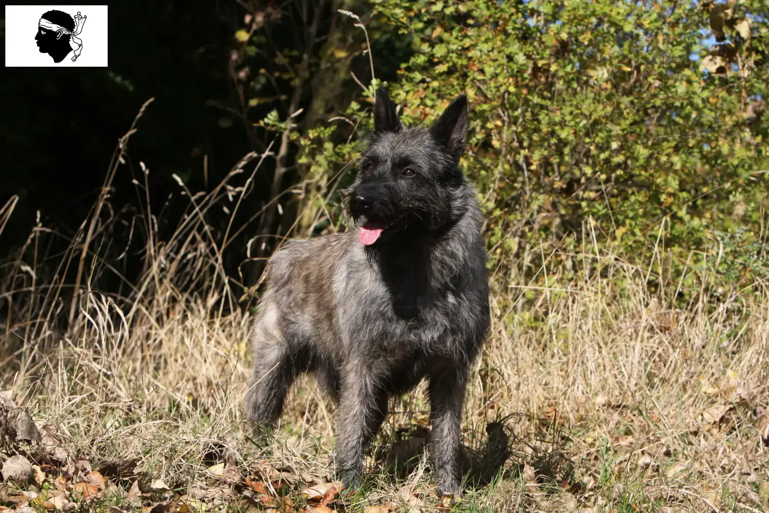 Bouvier des Ardennes Welpen und Züchter Korsika Hier findest Du Bouvier des Ardennes Züchter auf Korsika.