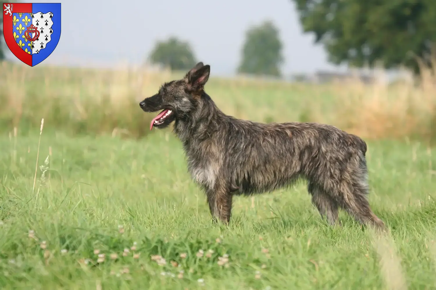 Bouvier des Ardennes Welpen und Züchter Pays de la Loire Hier findest Du Bouvier des Ardennes Züchter in Pays de la Loire.