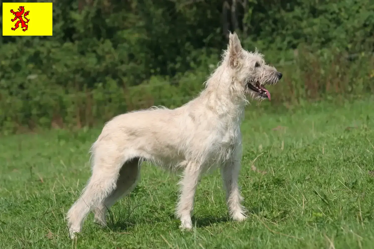 Bouvier des Ardennes Welpen und Züchter Südholland Hier findest Du Bouvier des Ardennes Züchter in Südholland.