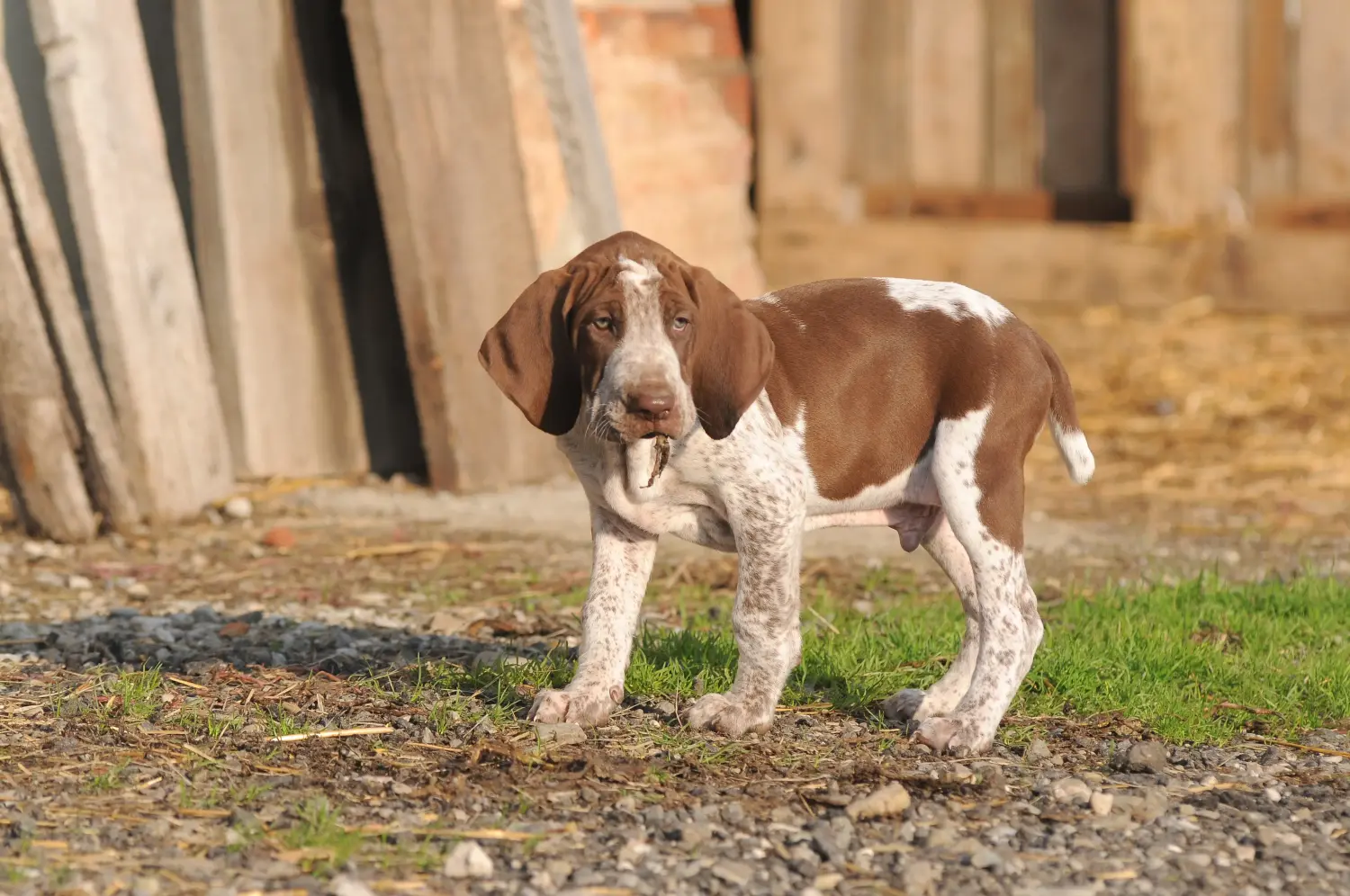 Einen Bracco Italiano Welpen zu kaufen, bedeutet Verantwortung zu übernehmen! Bracco Italiano Welpen kaufen.