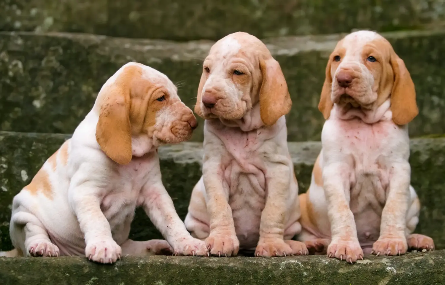 Einen Bracco Italiano Welpen zu kaufen, bedeutet Verantwortung zu übernehmen! Bracco Italiano Welpen kaufen.