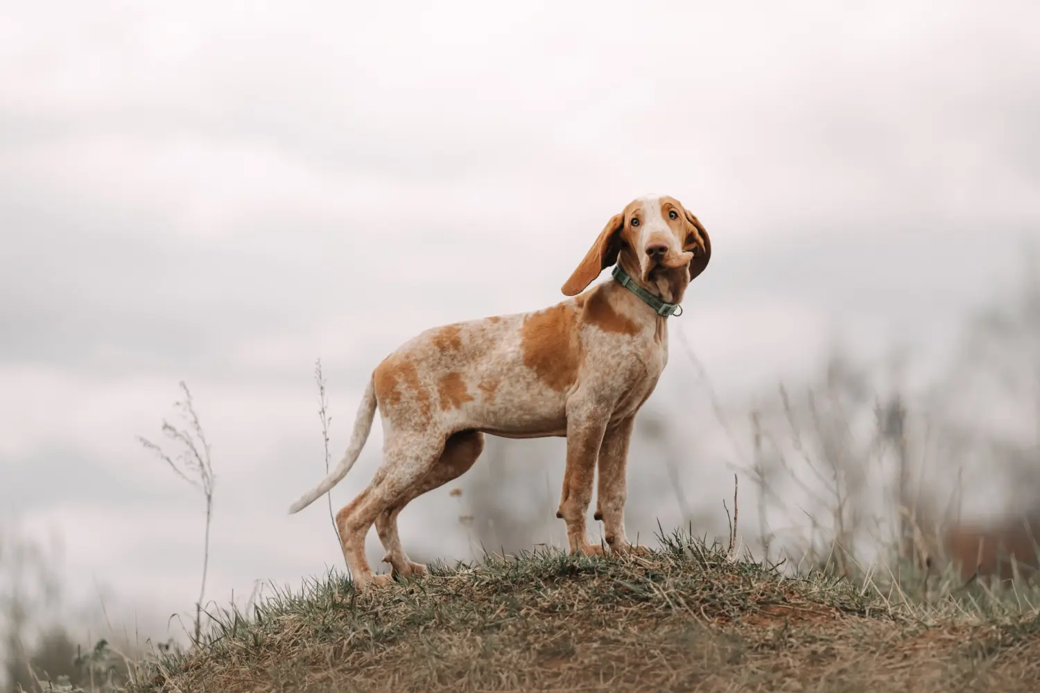 Einen Bracco Italiano Welpen zu kaufen, bedeutet Verantwortung zu übernehmen! Bracco Italiano Welpen kaufen.