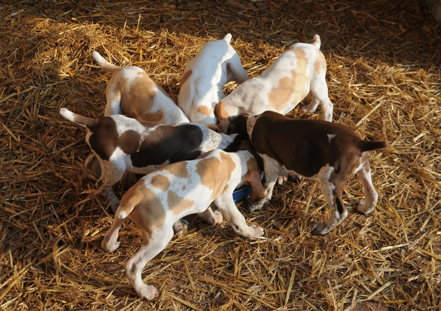 Einen Bracco Italiano Welpen zu kaufen, bedeutet Verantwortung zu übernehmen! Bracco Italiano Welpen kaufen.