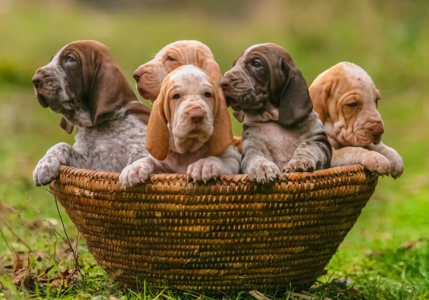 Einen Bracco Italiano Welpen zu kaufen, bedeutet Verantwortung zu übernehmen! Bracco Italiano Welpen kaufen.